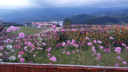 ภาพ ม่อนหมอกตะวัน