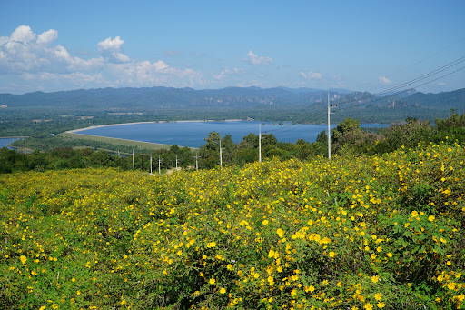 ภาพ ทุ่งดอกบัวตอง กฟผ.แม่เมาะ