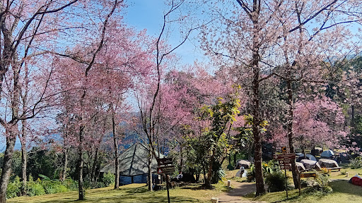 ภาพ ลานกางเต็นท์ดอยปุย