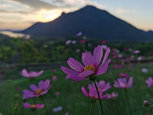 ภาพข่าว ทะเลบัวแดง หนองหานกุมภวาปี อวดโฉมรับฤดูหนาว